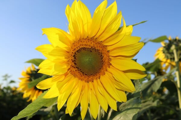 dream about sunflowers