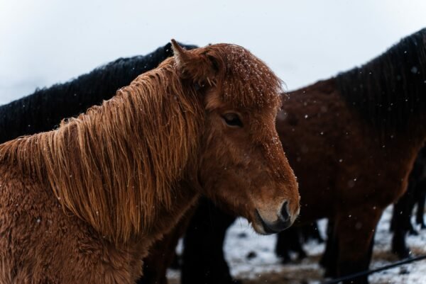 dreams about horses attacking someone else