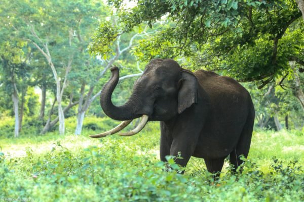 dreams about elephants meaning