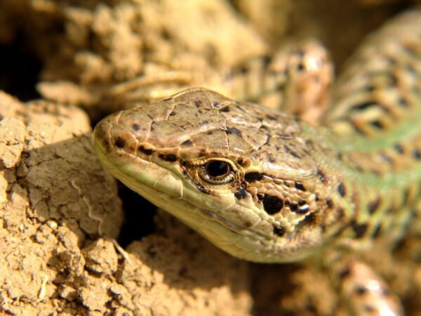 dream about snake chasing me