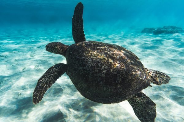 dreams about large sea creatures