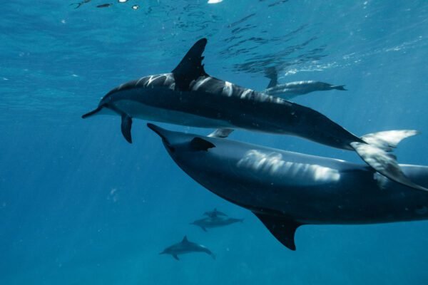what does it mean to dream about sharks and dolphins
