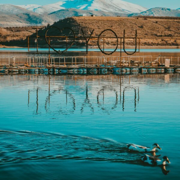 dreaming about ducks attacking you