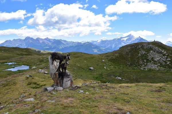 dreams about wild animals attacking you