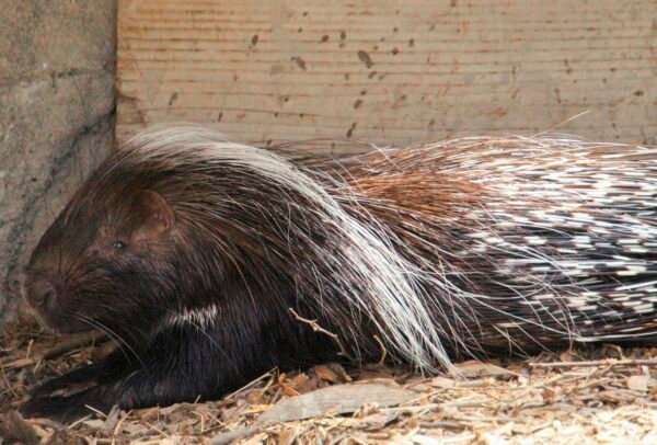 dream about porcupine