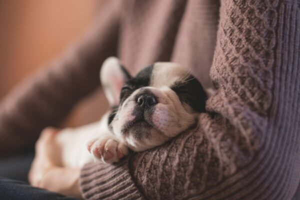 dream about puppies biblical meaning